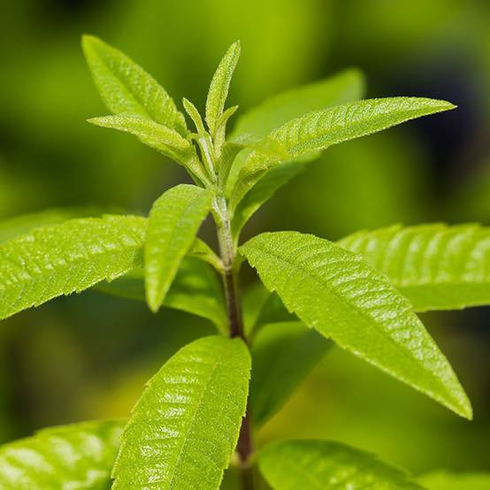 Verveine citronnelle - Image 7