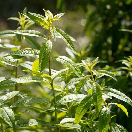 Verveine citronnelle - Image 1