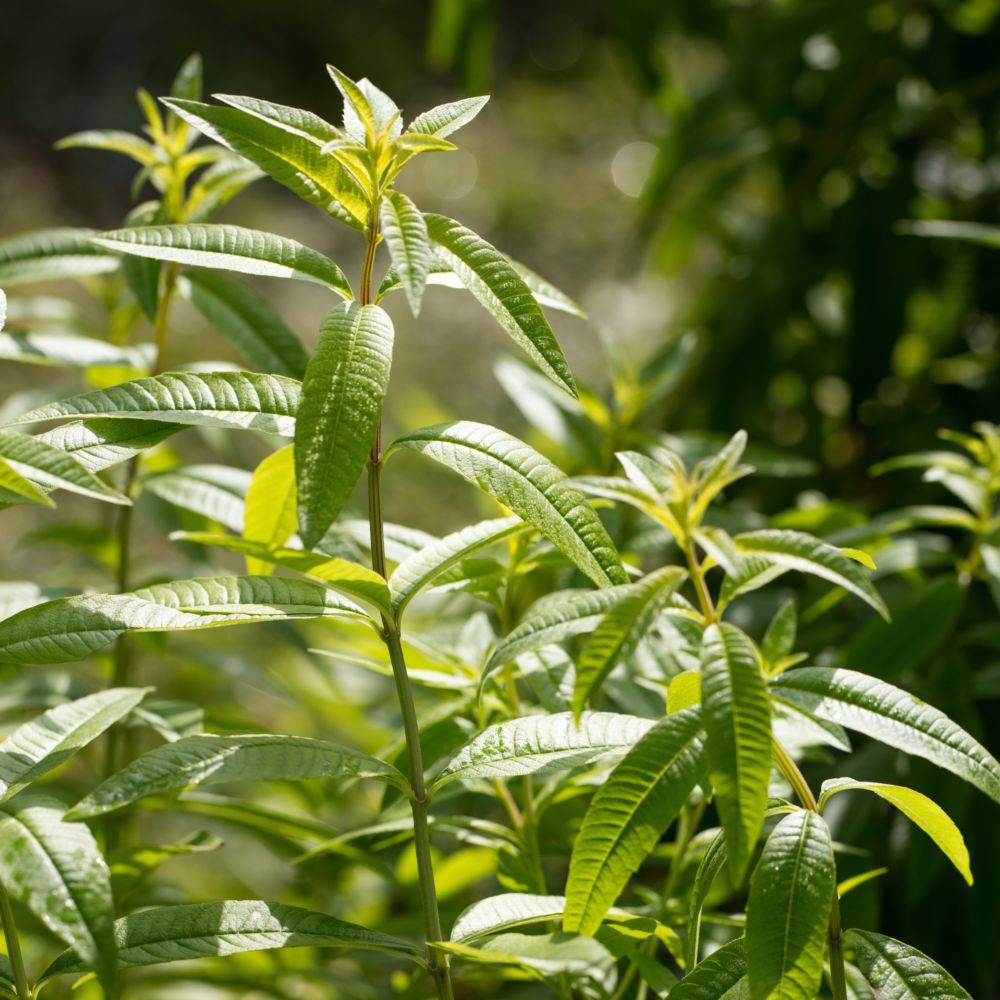 Verveine citronnelle - Image 1