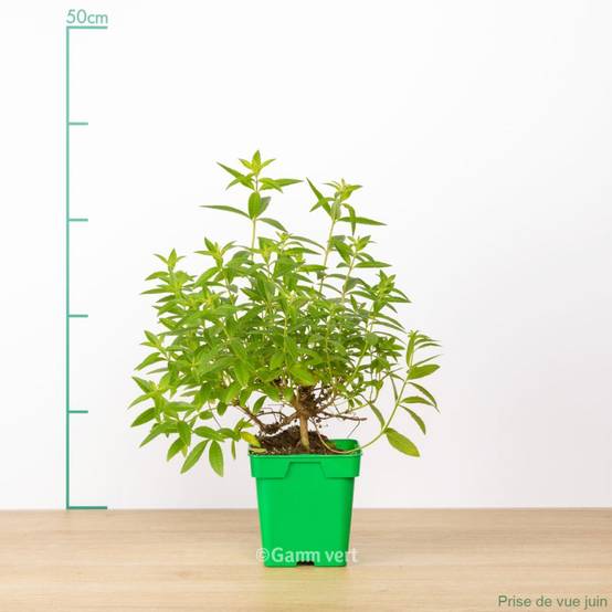 Verveine citronnelle - Image 2