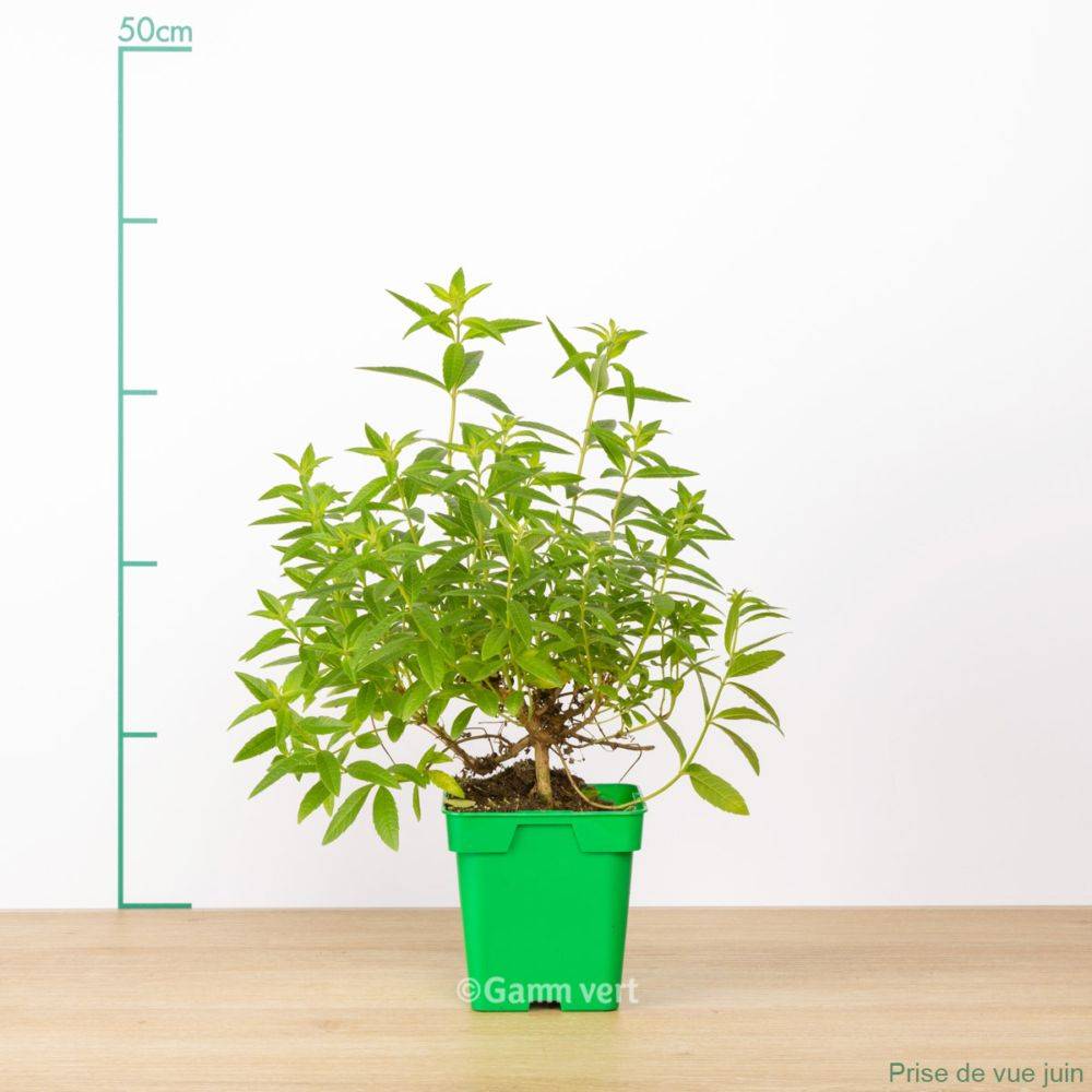 Verveine citronnelle - Image 2