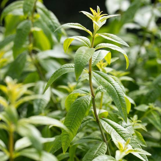 Verveine citronnelle - Image 4