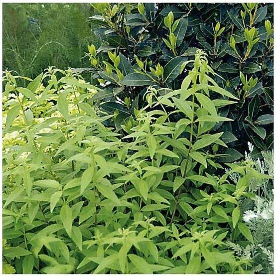 Verveine citronnelle - Image 5