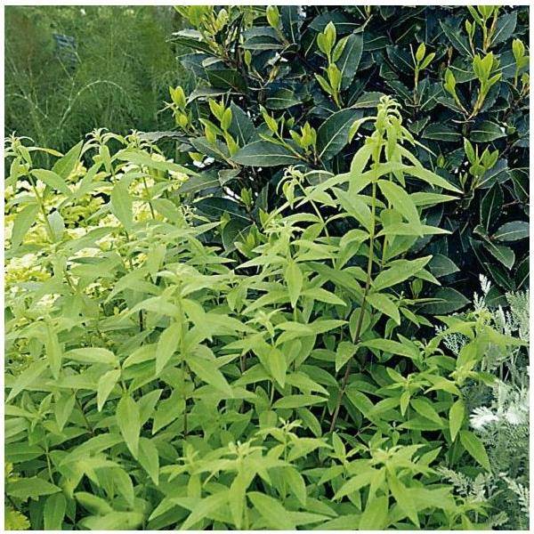 Verveine citronnelle - Image 5