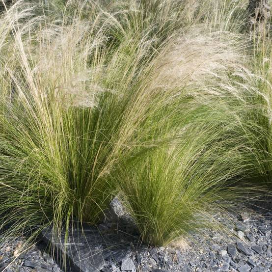 Graminée : Cheveux d'ange - Stipa tenuissima Pony Tails lot de 3 - Image 2