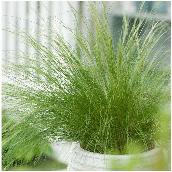 Graminée : Cheveux d'ange - Stipa tenuissima Pony Tails lot de 3 - Imagen 4