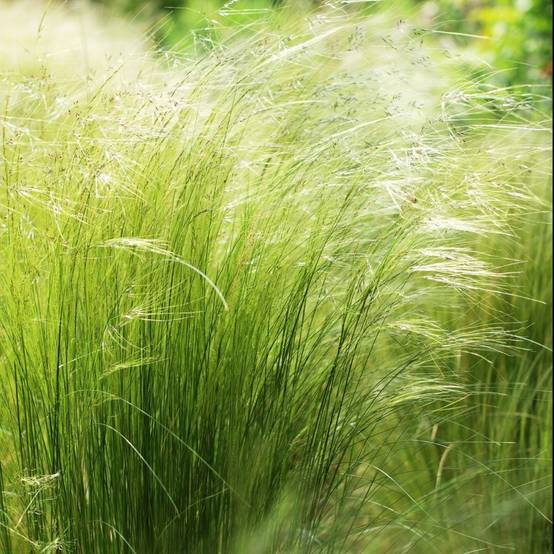 Graminée : Cheveux d'ange - Stipa tenuissima Pony Tails lot de 3 - Image 3