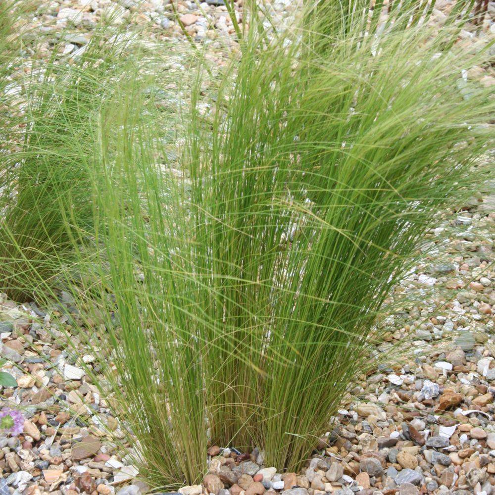 Graminée : Cheveux d'ange - Stipa tenuissima Pony Tails lot de 3 - Imagen 7