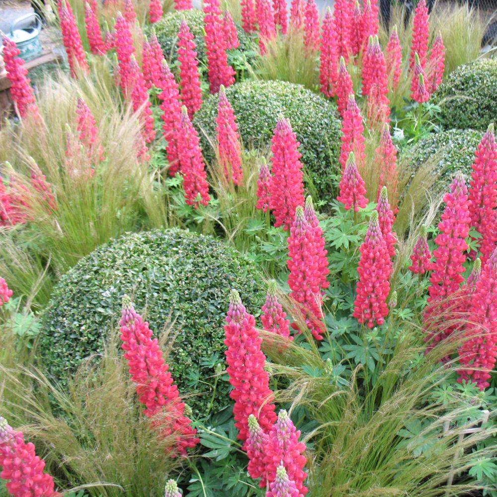 Graminée : Cheveux d'ange - Stipa tenuissima Pony Tails lot de 3 - Imagen 5