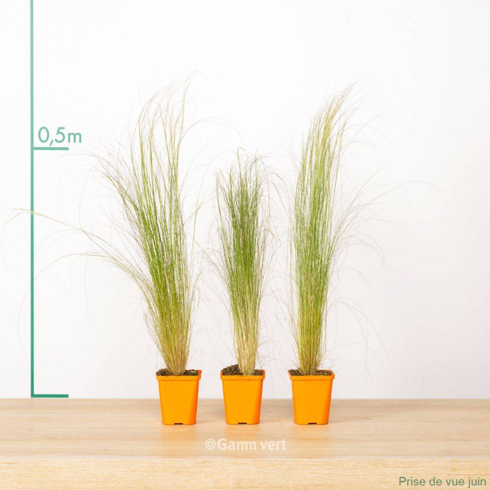 Graminée : Cheveux d'ange - Stipa tenuissima Pony Tails lot de 3 - Imagen 1