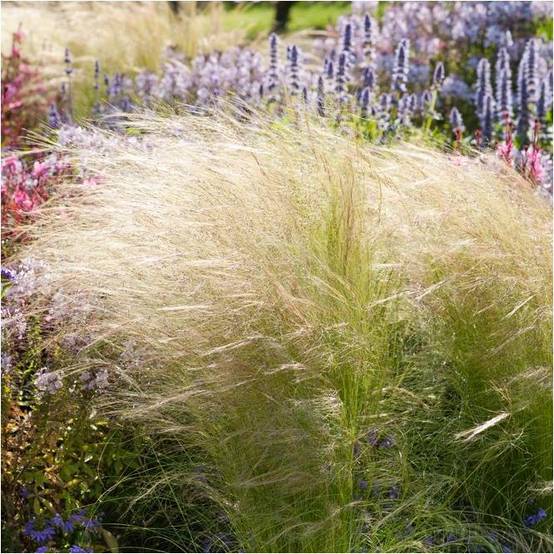 Graminée : Cheveux d'ange - Stipa tenuissima Pony Tails lot de 3 - Image 6