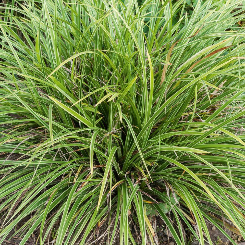 Carex morrowii variegata - Image 2