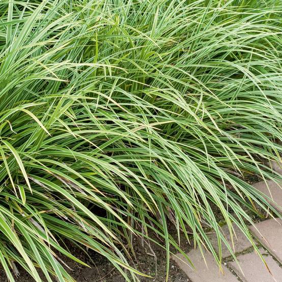 Carex morrowii variegata - Image 1