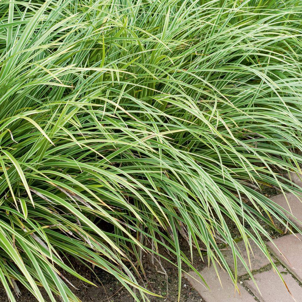 Carex morrowii variegata - Image 1