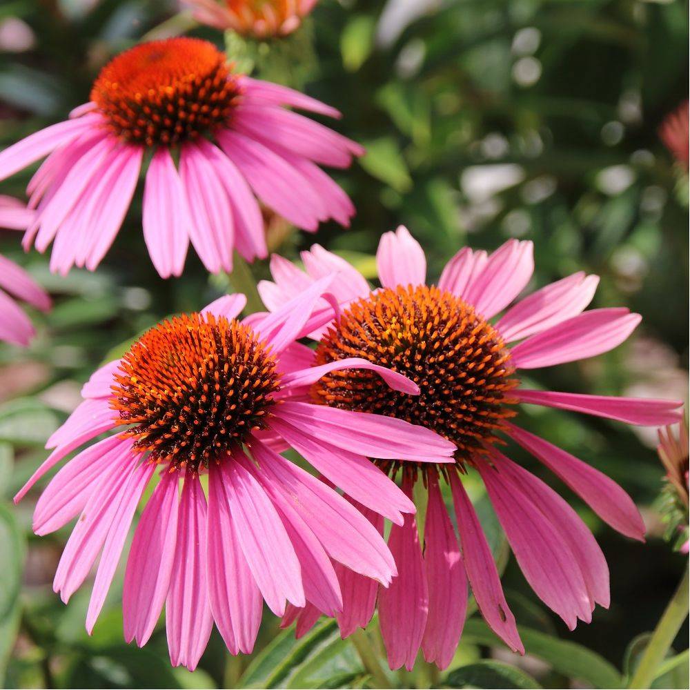 Echinacea purpurea lot de 3 - Image 3