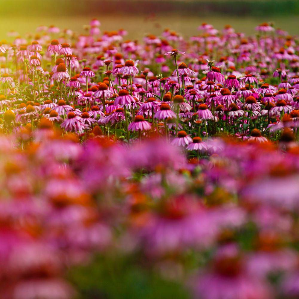 Echinacea purpurea lot de 3 - Image 1