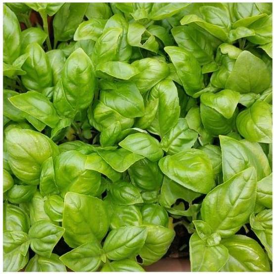 Basilic grand vert