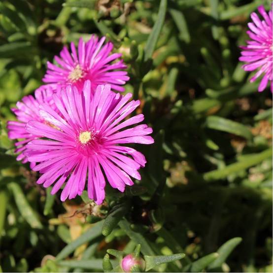 Delosperma cooperi lot de 3 - Image 3