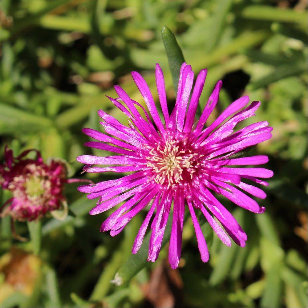 Delosperma cooperi lot de 3 - Image 1