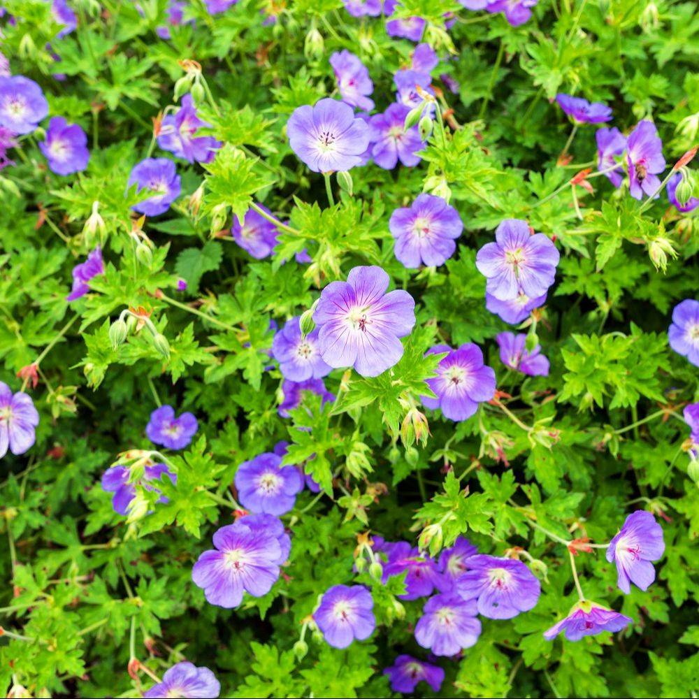 Géranium vivace 'Rozanne'® lot de 3 - Imagen 1