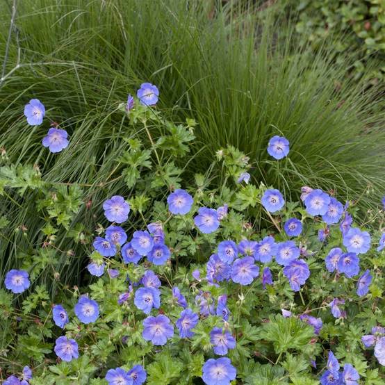 Géranium vivace 'Rozanne'® lot de 3 - Image 2
