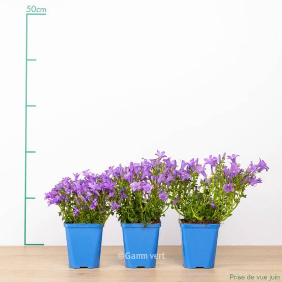 Campanule des murs lot de 3 - Image 3