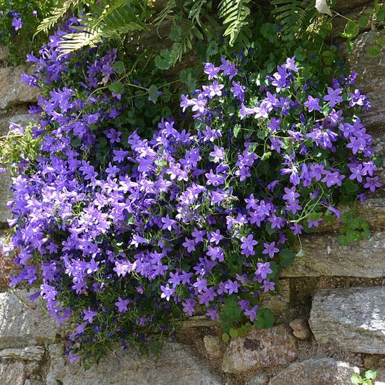 Campanule des murs lot de 3 - Image 8