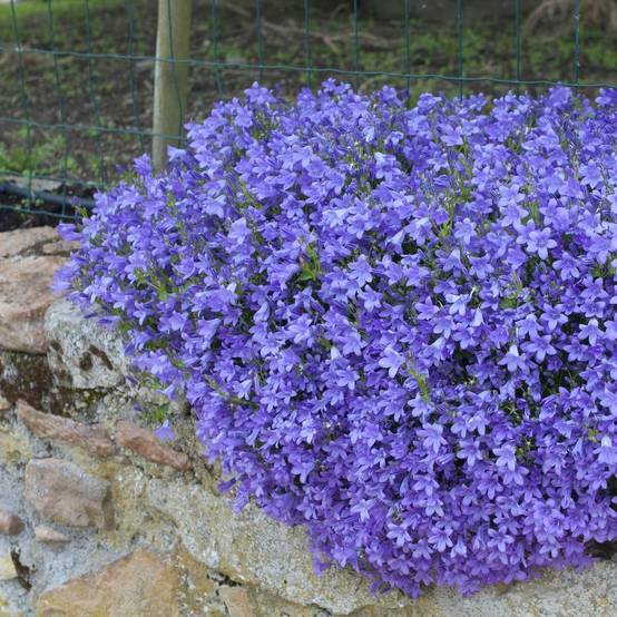 Campanule des murs lot de 3 - Image 5