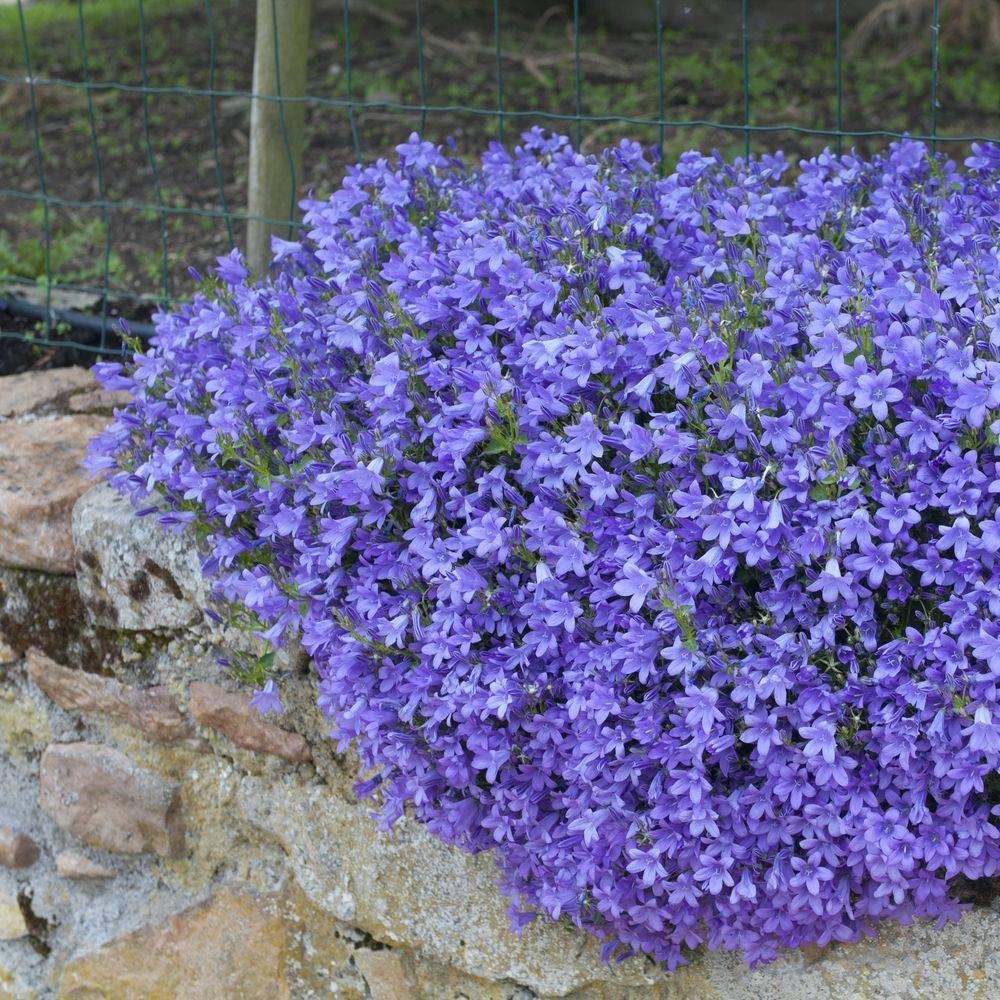 Campanule des murs lot de 3 - Image 5