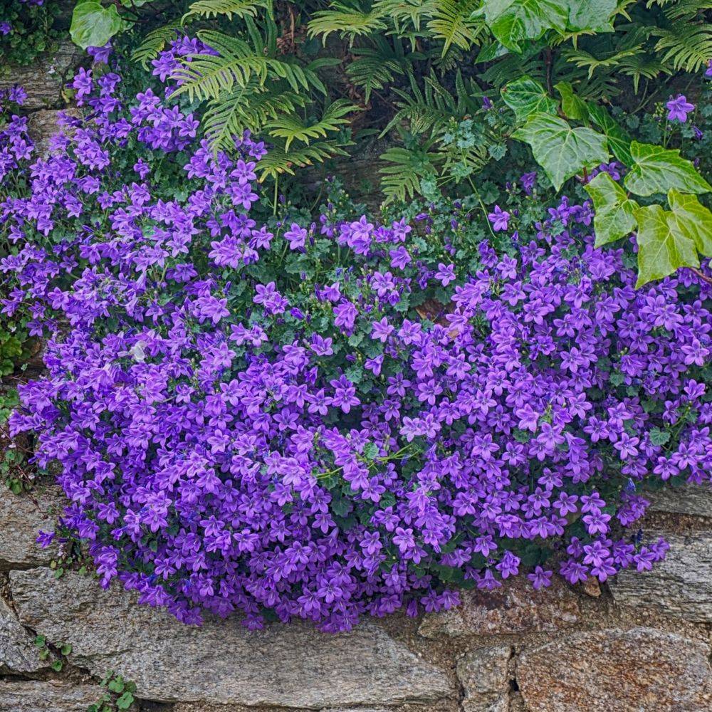 Campanule des murs lot de 3 - Image 1