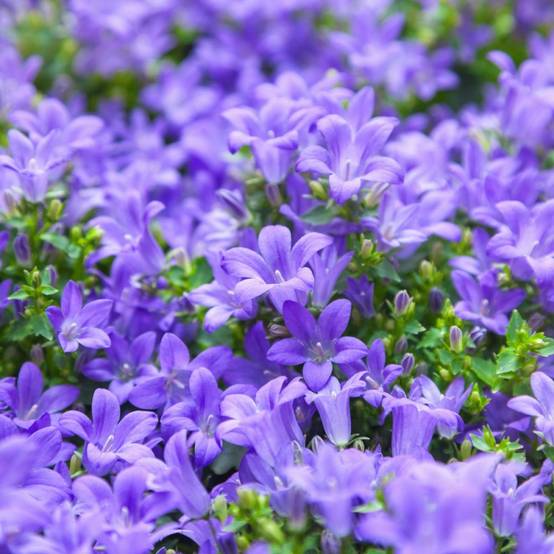 Campanule des murs lot de 3 - Image 7
