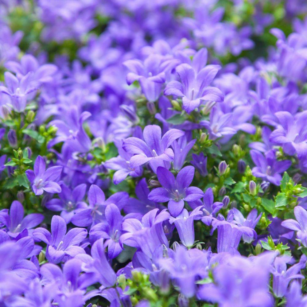 Campanule des murs lot de 3 - Image 7