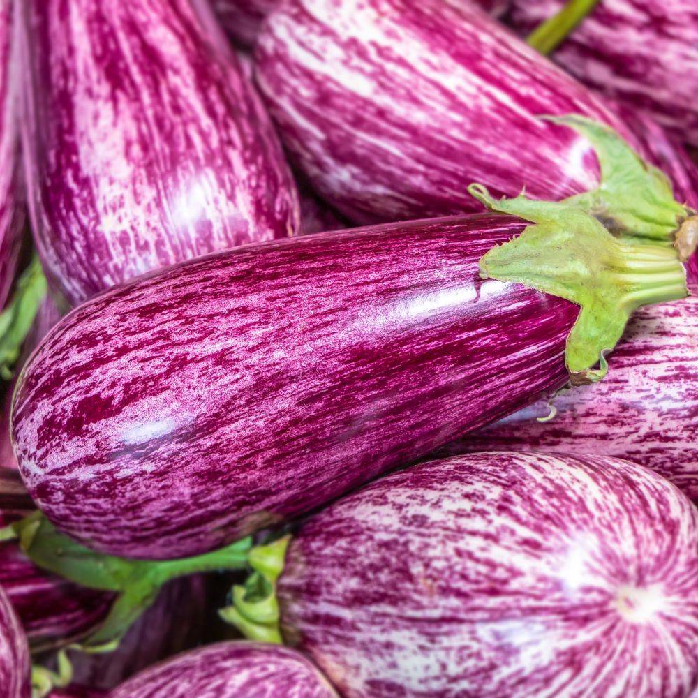 Aubergine Rania