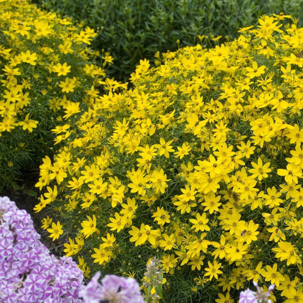 Coreopsis verticillata grandiflora lot de 3