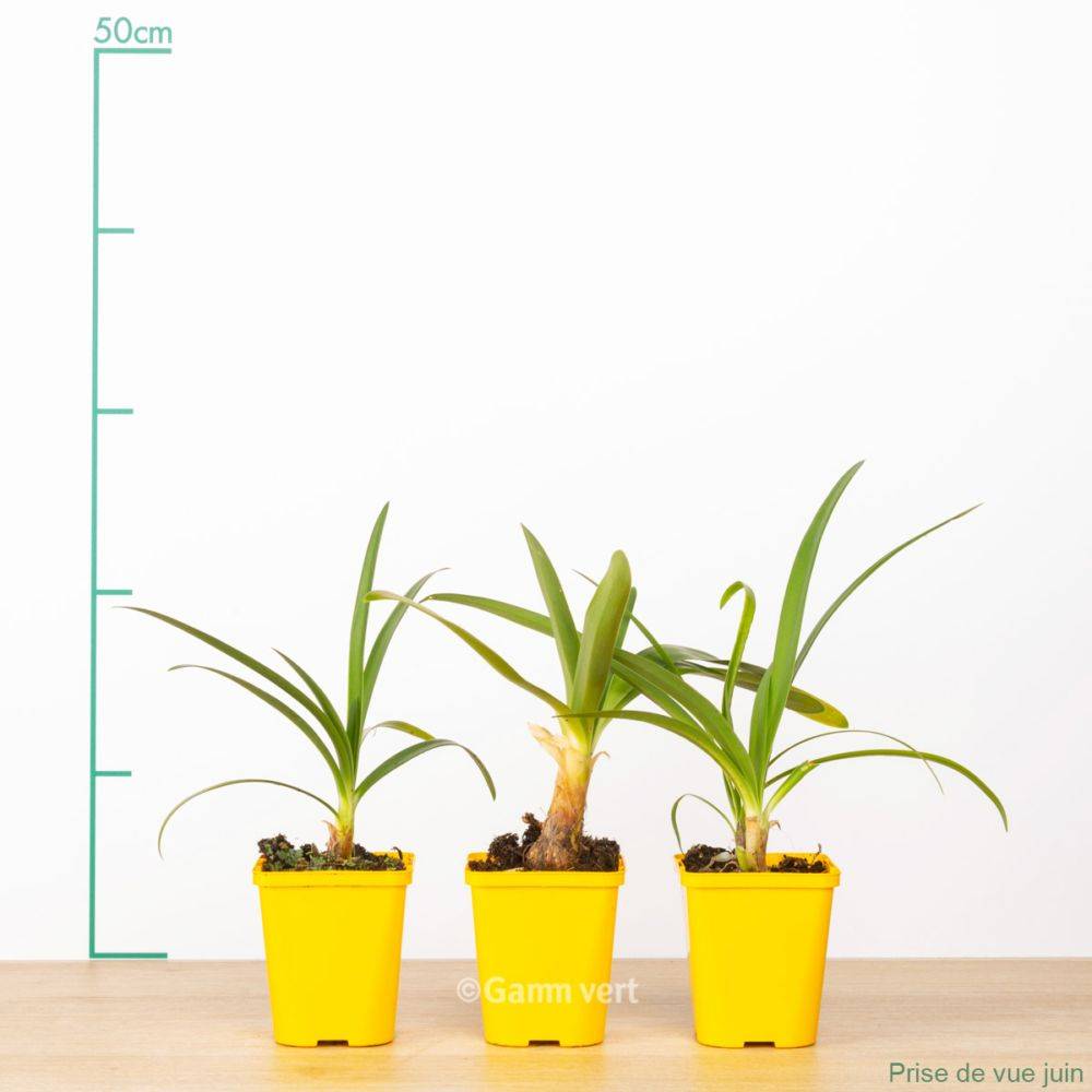 Agapanthe umbellatus alba lot de 3 - Image 1