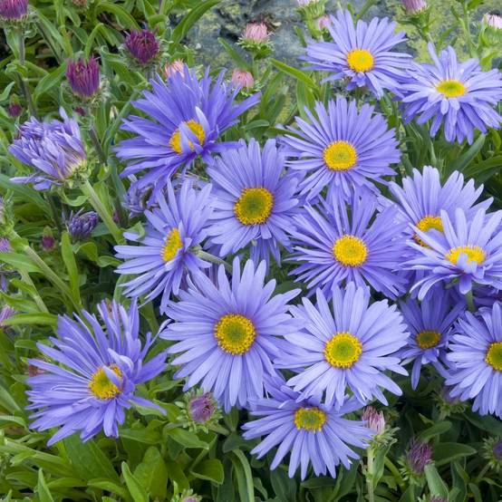 Aster nain de printemps bleu violace 'Goliath' lot de 3