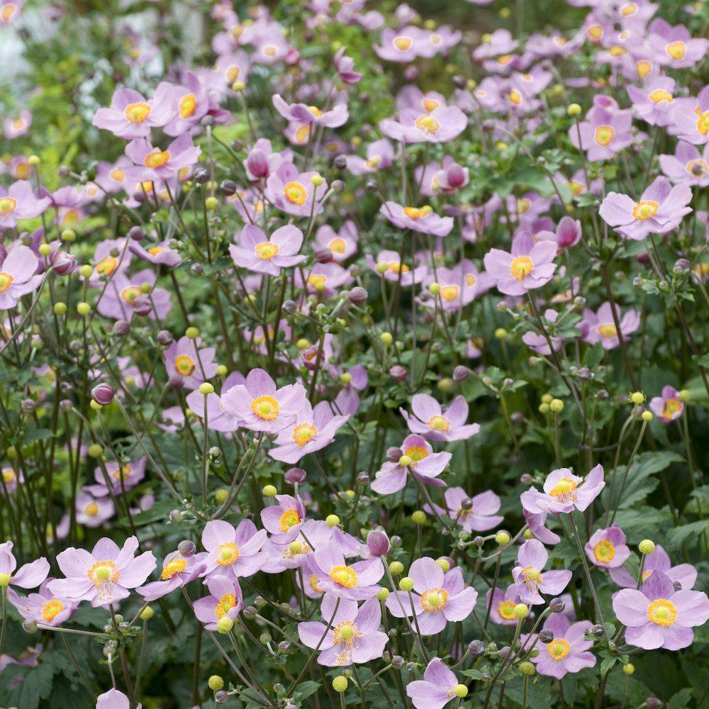 Anemone hupehensis september charm lot de 3 - Image 1