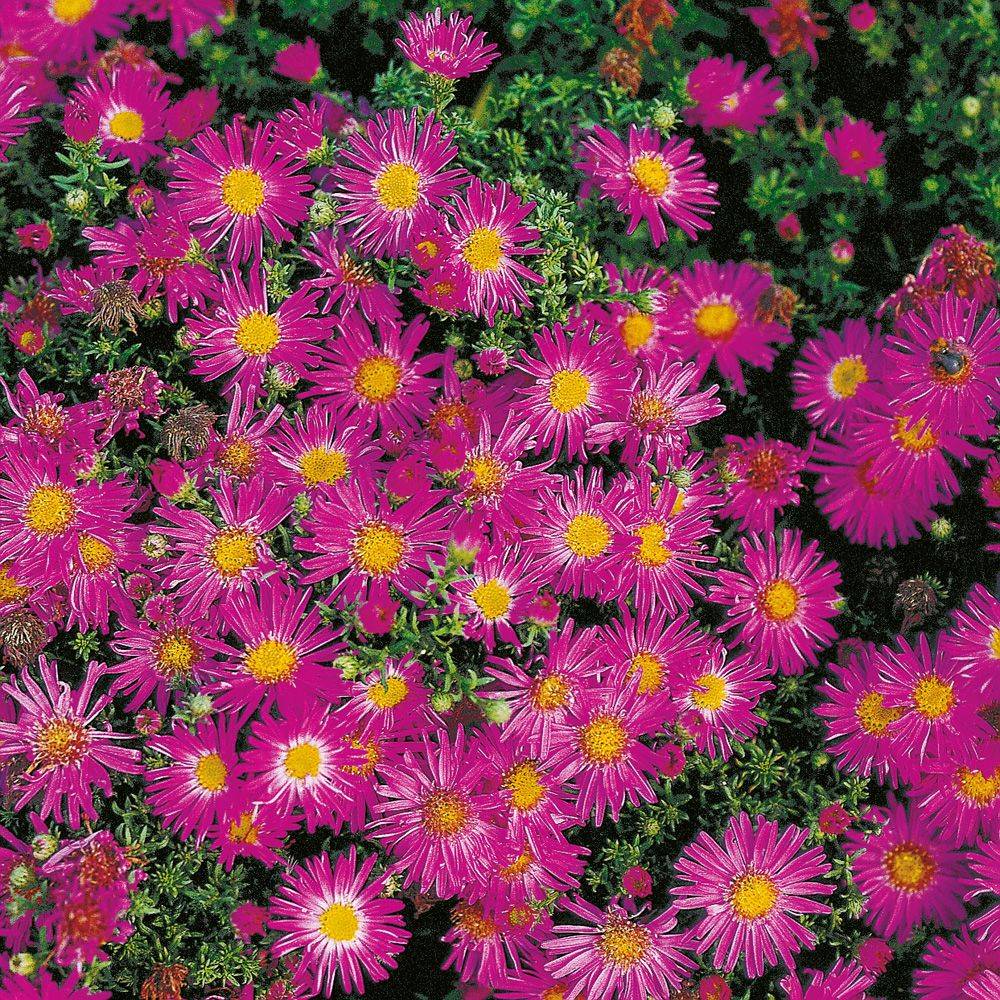 Aster nain d'automne 'Alice Haslam' lot de 3 - Image 3