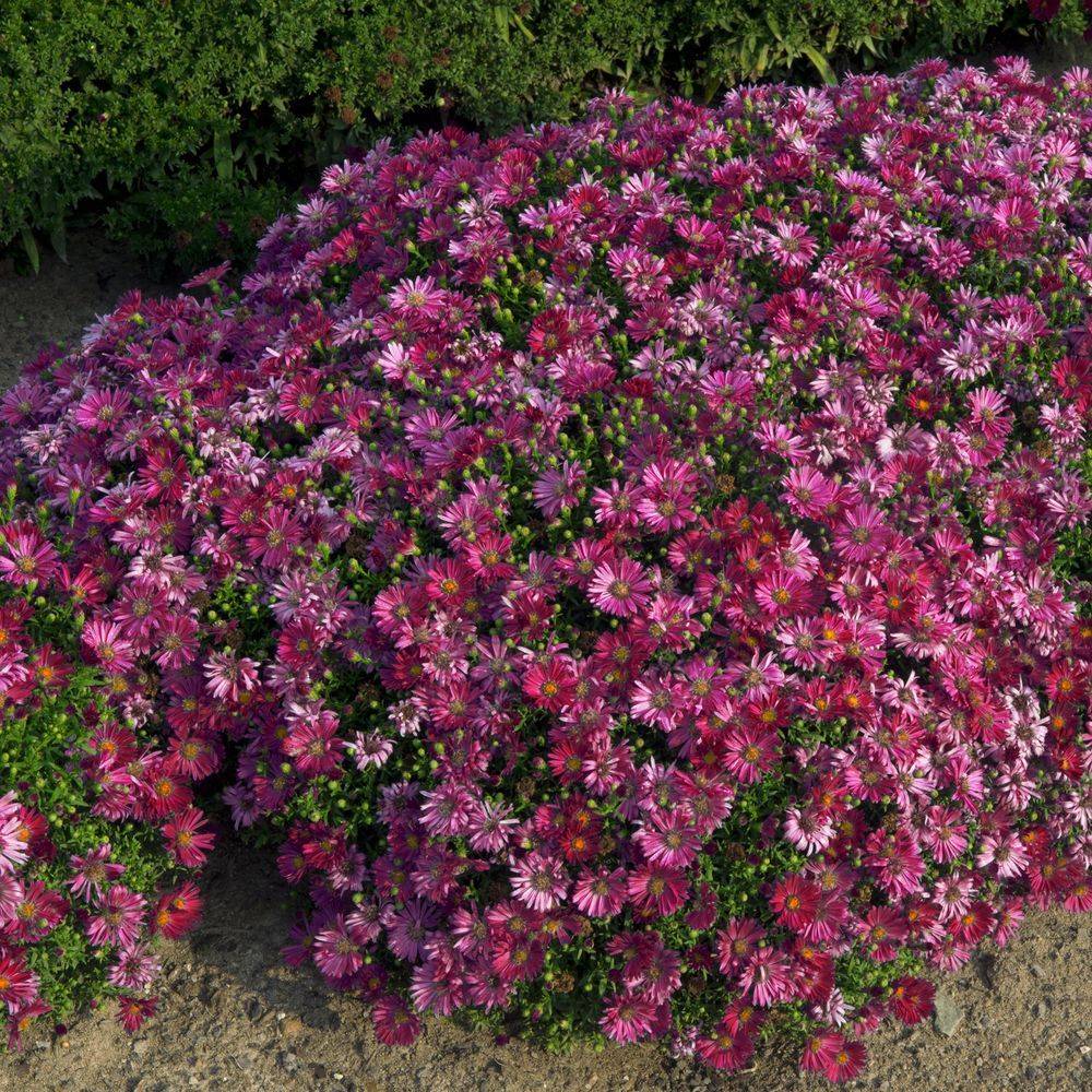 Aster nain d'automne 'Alice Haslam' lot de 3 - Image 2