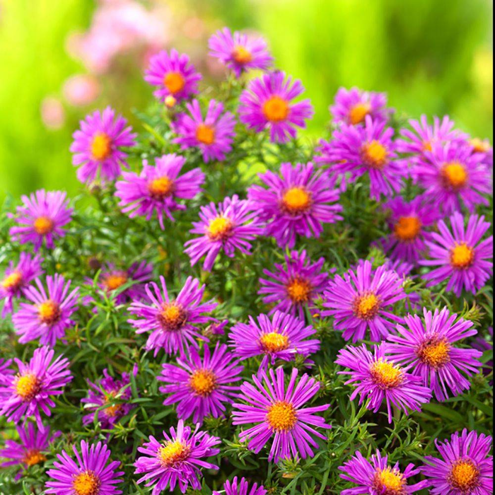 Aster nain d'automne 'Alice Haslam' lot de 3 - Image 1