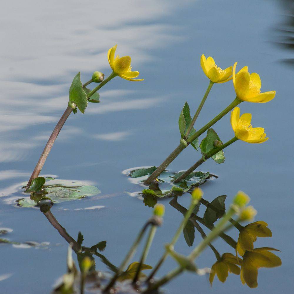Plante aquatique Caltha palustris - Souci d'eau - Imagen 3