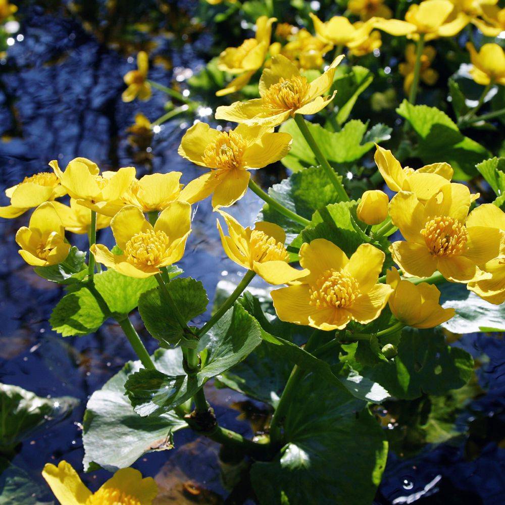 Plante aquatique Caltha palustris - Souci d'eau - Imagen 4