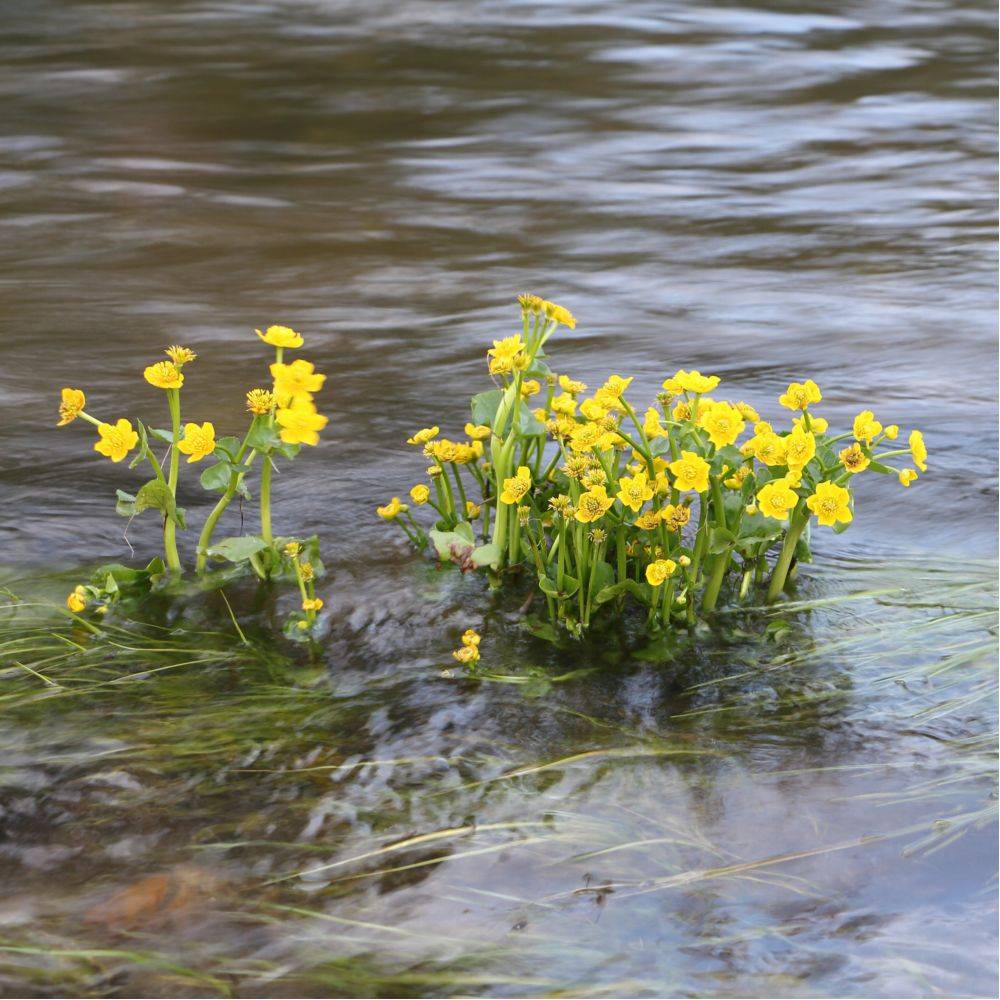 Plante aquatique Caltha palustris - Souci d'eau - Imagen 5