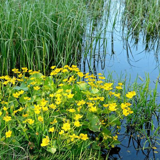 Plante aquatique Caltha palustris - Souci d'eau - Image 1