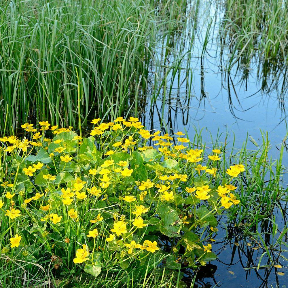 Plante aquatique Caltha palustris - Souci d'eau - Imagen 1