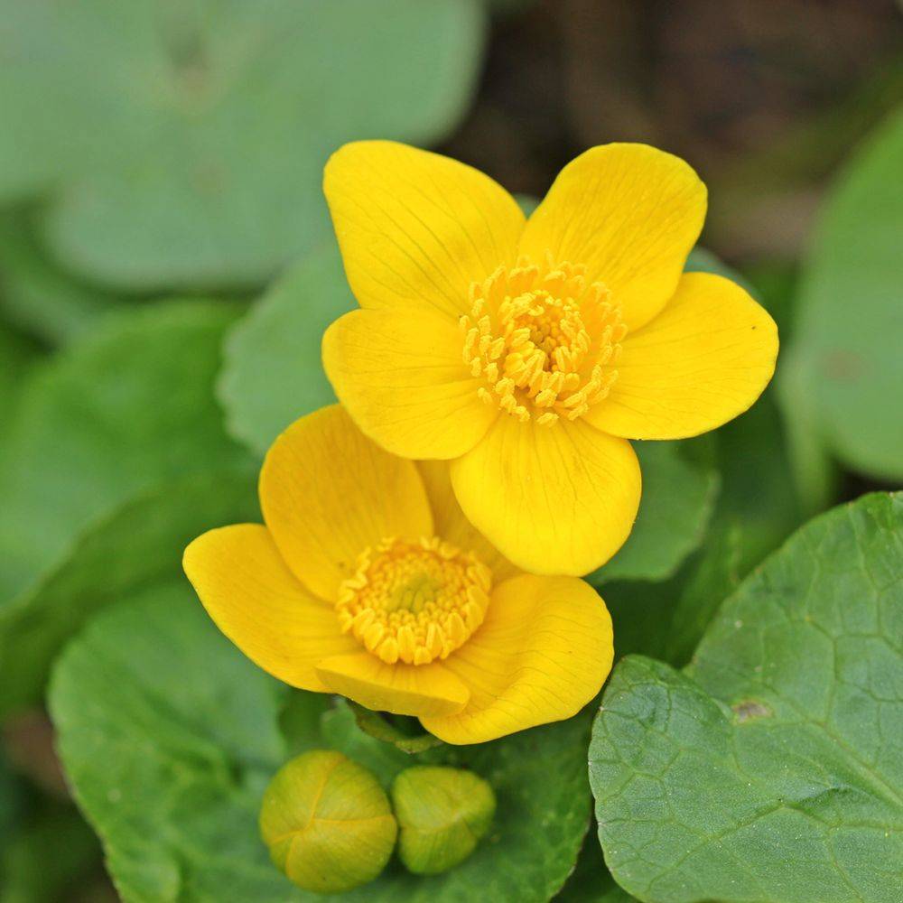 Plante aquatique Caltha palustris - Souci d'eau - Imagen 6