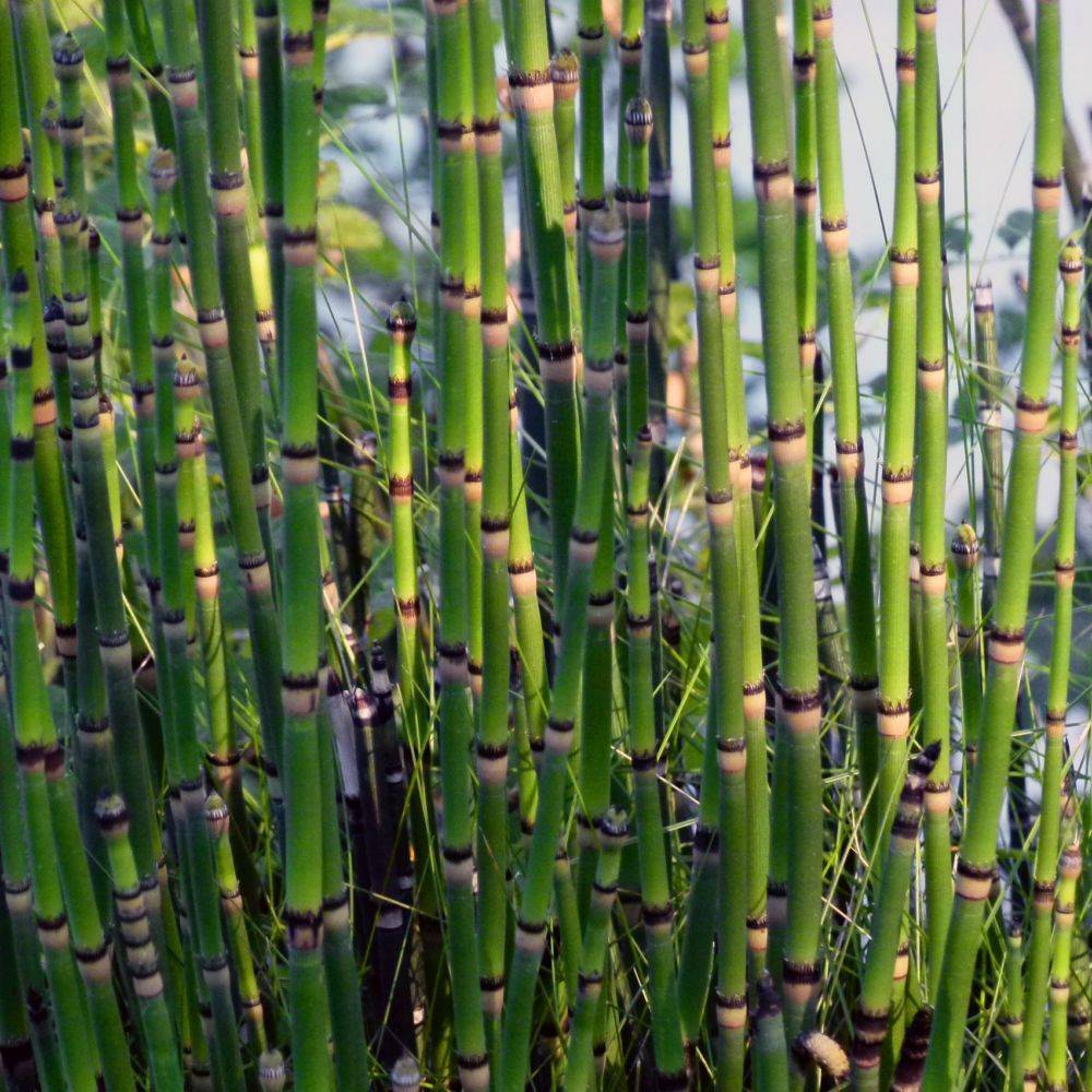 Equisetum 'Japonicum' - Prêle Japonicum - Image 2
