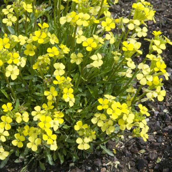 Giroflée jaune