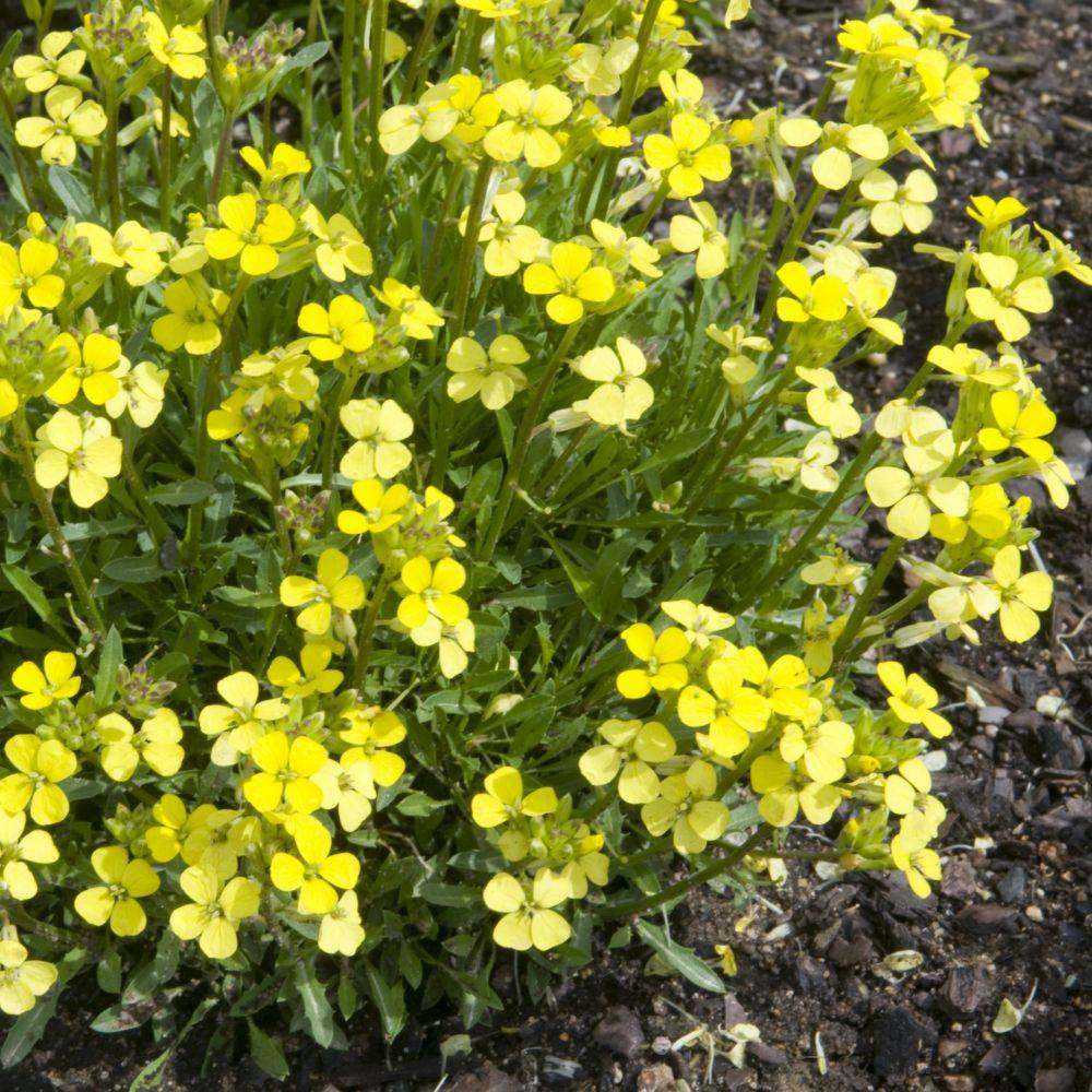 Giroflée jaune