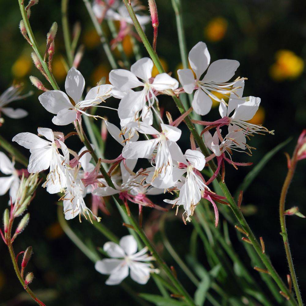Gaura 'Short Form' lot de 3 - Image 2